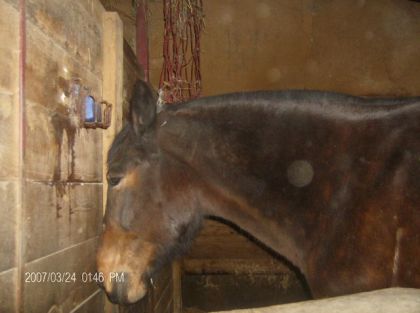 cheval de 27 ans
