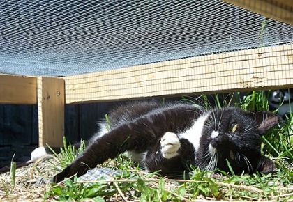 Mno minou au soleil...