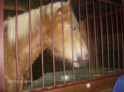 cheval de 2 ans et demi , 18 mains 1