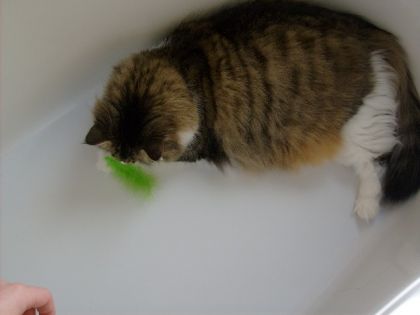 mon chat et sa pluplume verte