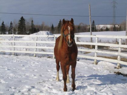 Cheval en hiver dans son enclos