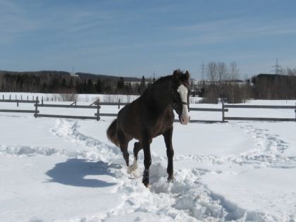 Cheval marchant dans la neige