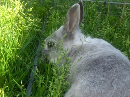 Splash, ma petite grise :)