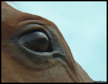 Le tit oeil de mon tit-gars!