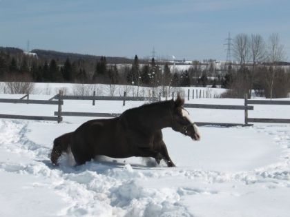 Cheval qui cale dans la neige
