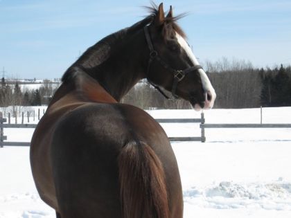 Cheval alezan en hiver