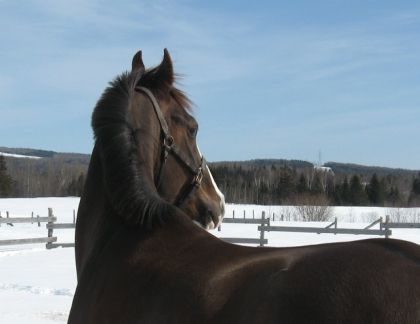 Dos d'un cheval alezan