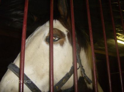 Vue de la tête d'un cheval à travers les barreaux du box