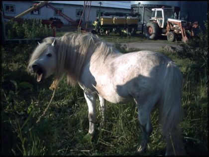 Petit poney qui baille !