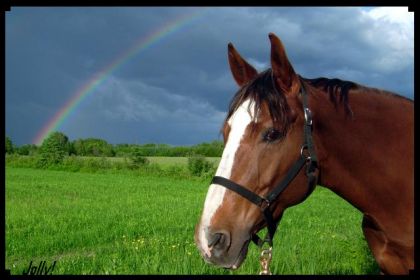 Ma jument avec un bel arc en ciel!!! J'adore ma p'tite cession...