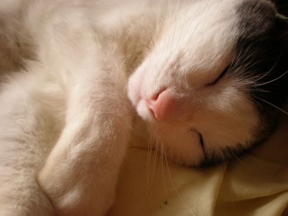 Batman le chat qui profite de la vie sur MON OREILL&Eacute; !!!
