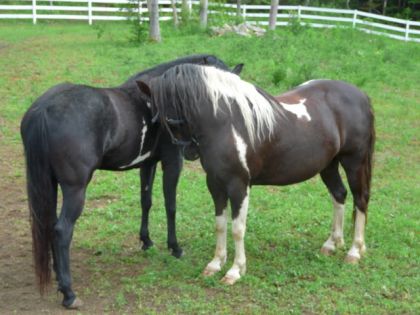 Charley et nikita en pleine conversation