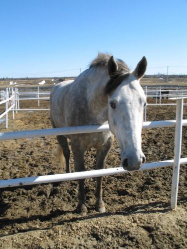 Cheval près dans son enclos