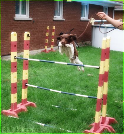 Un joli saut de Lili qui lève les antérieurs jusqu'au ciel ! lol