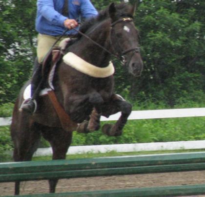 concours r&eacute;gionnal la licorne- photo prise par moi