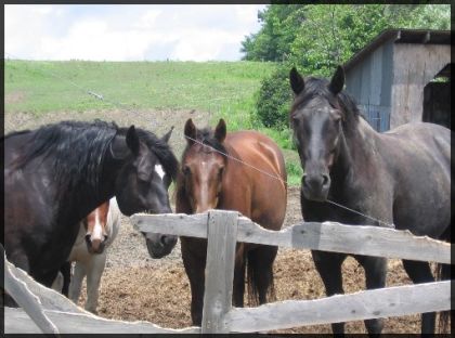 Les chevaux