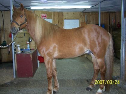 Bromont Grand Duc Mozart! Étalon de notre élevage