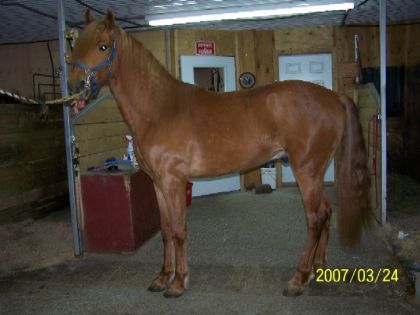Megdoli mozart Red Rebel! poulain de l'élevage (fils de mozart)