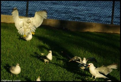 J'adore l'expression des oiseaux sur cette photo :)