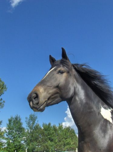 Comment vous trouvez mon gros Rocky là dessus ? ;)