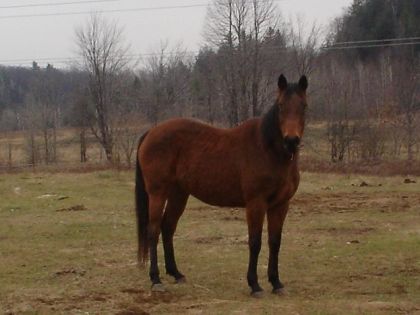 Cheval bai au champ