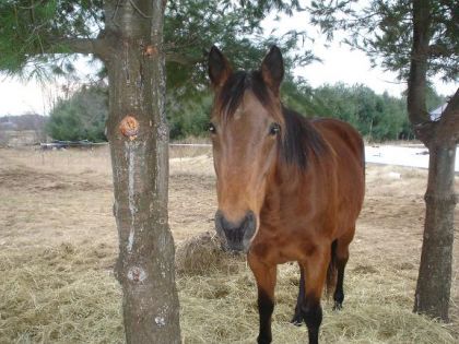 Jument sous un arbre