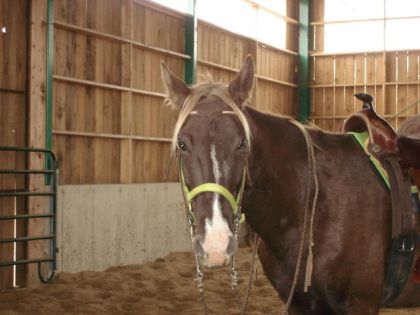 Cheval dans manège