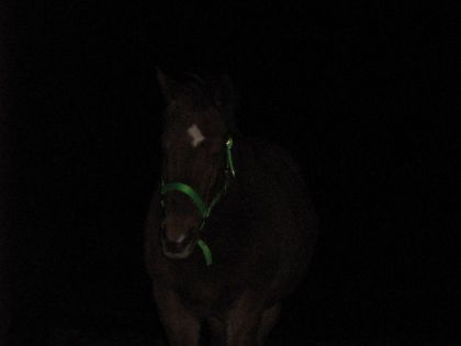 Haaa. (: Ma belle kina. On voit juste son beau licou vert fluo....