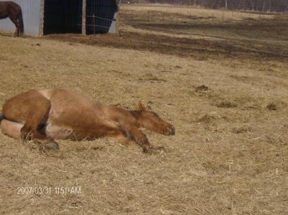 Cheval couché