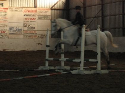 Saut d'un obstacle dans un manège