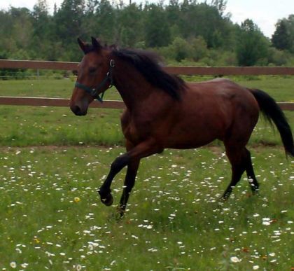 Qui a dit que des Trotteurs sa galope pas ? =P (surtout pour se...