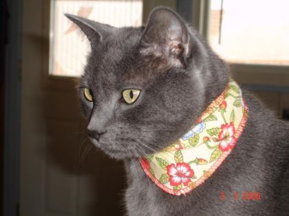 Chat gris avec collier fleurit