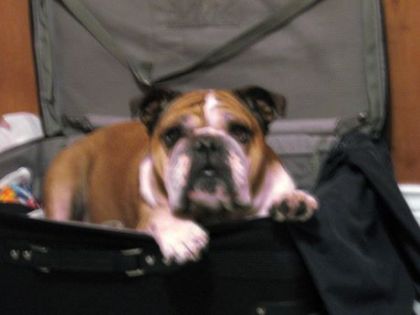 Je fais de la competion a vos pug ha! ha! C'est Taz ma bulldog...