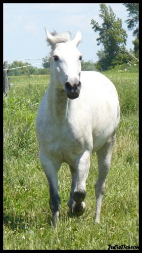 Shanny, jument arabe X quarter horse. Elle s'en venait au trot...