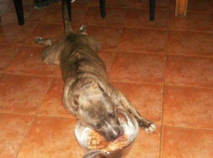 Quelle est dure la vie de chien !!!