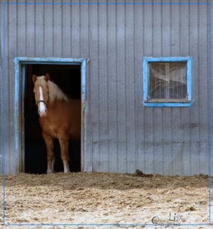 Un cheval regarde par la porte de l'écurie s'il doit soirtir ou non