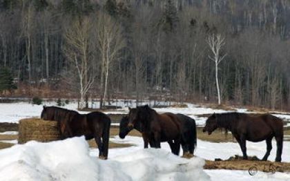 Chevaux en ligne pour manger