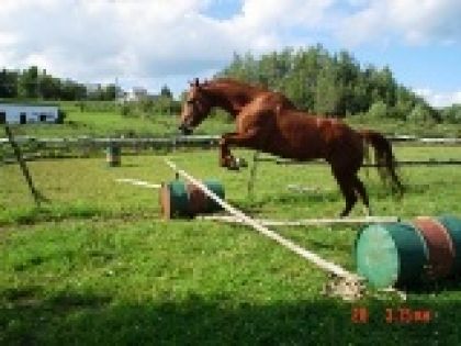 Cheval qui saute les obstacles en liberté