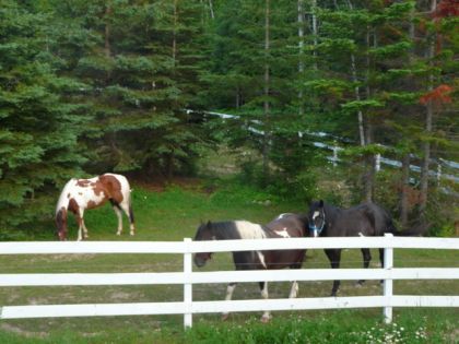Charley,Nikita,et la nouvelle vennu Bella (sorrel tobiano)