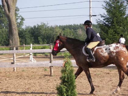 Une cavalière classique sur son appaloosa