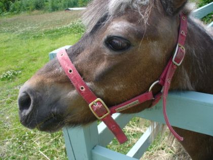 Le ptit ponky! le petit poney de la gang! photo prise cette...