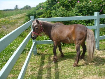 Le ptit ponky! le petit poney de la gang! photo prise cette...