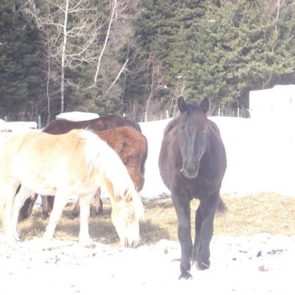 Quelques chevaux