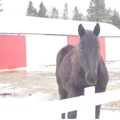 Cheval devant grange