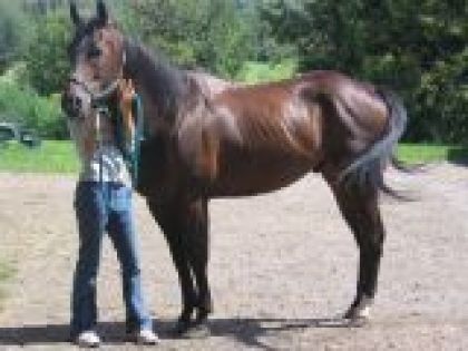 Cheval bai