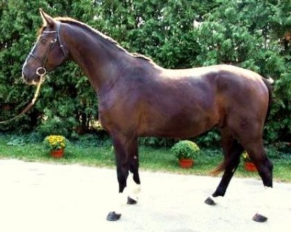 Voici mon cheval de reve il sappelle futi's Rave, il vient de...