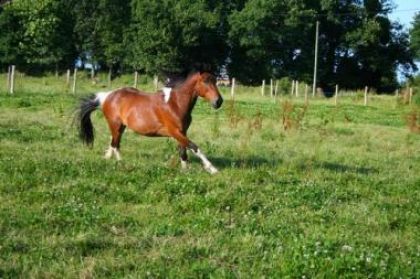 quebec au gallop jtm mon poney!!