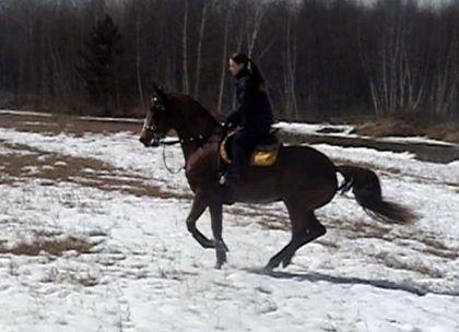 Jument montée en hiver