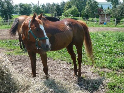 photo par Shanon Mon cheval stan, mon dieu que j'ai hâte qu'il engraisse !
