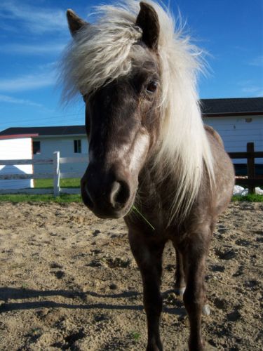 Mon premier poney Cindy n'est-elle pas mignionne